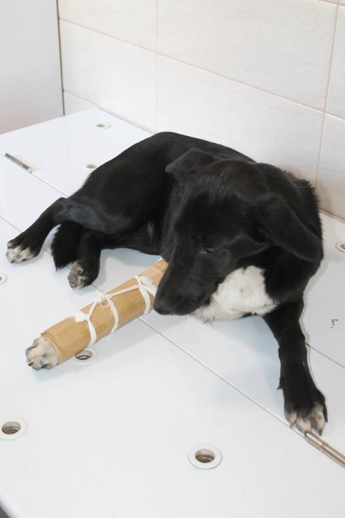 მეტისი ბათულა