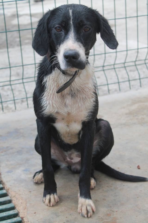 მეტისი ლედი