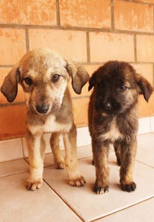 ქართული ქოფაკი უსახელო