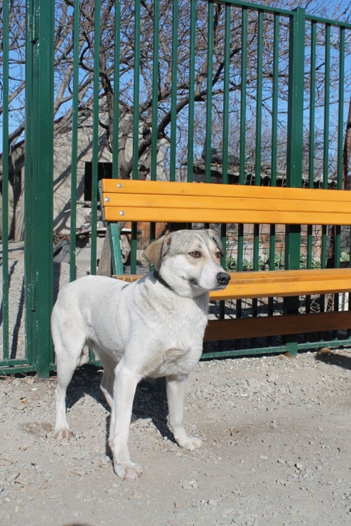 მეტისი უსახელო