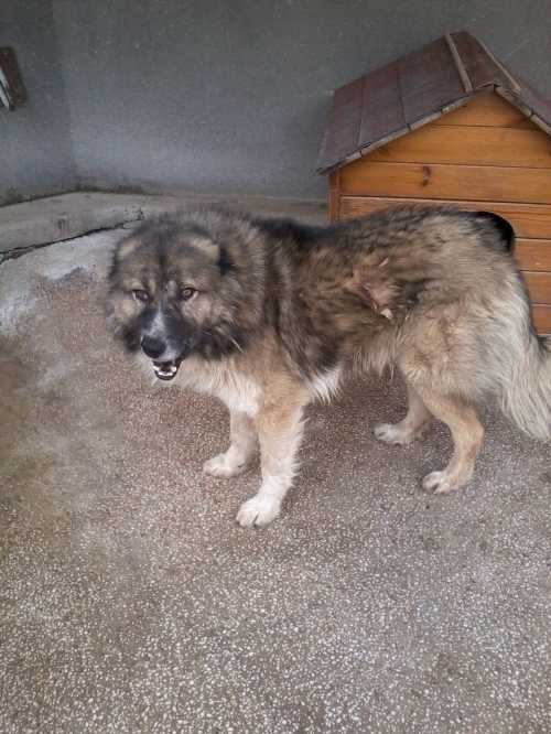 ქართული ქოფაკი მურა