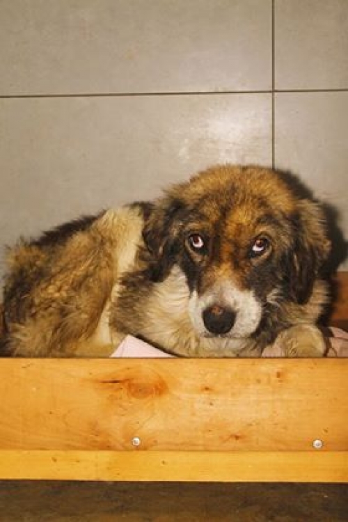 ქართული ქოფაკი ზუბა