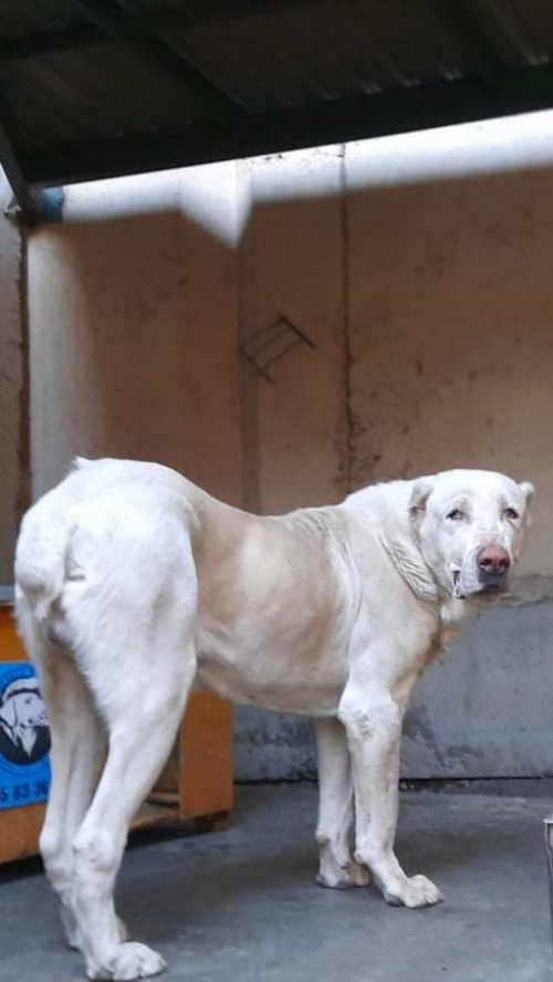 ქართული ნაგაზი ბუჩო