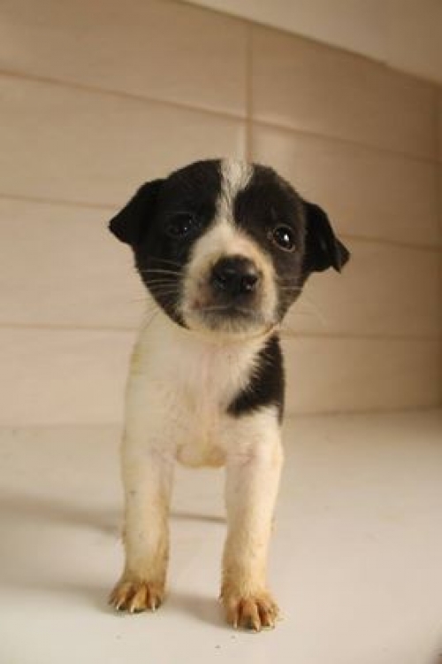 მეტისი უსახელო