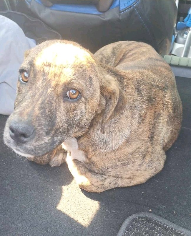 მეტისი. გუმათჰესის ქუჩა