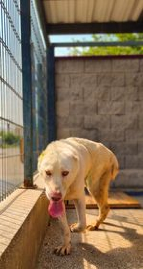 ქართული ნაგაზი გადმოყვანილია მუნიციპალური თავშესაფრიდან