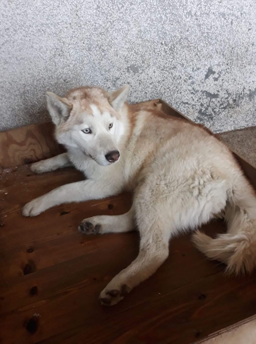 ლაიკა თელავი