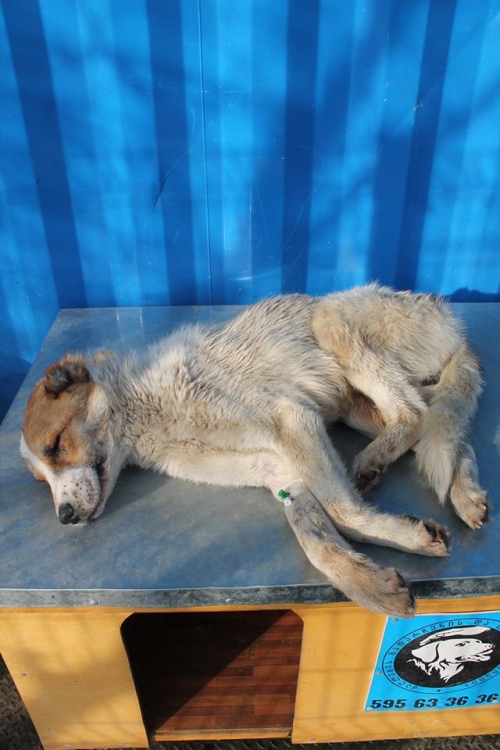 ქართული ქოფაკი უსახელო