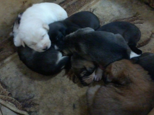 მეტისის ლეკვები უსახელო