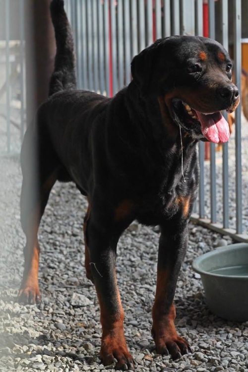 როტვეილერი ჯოკერა