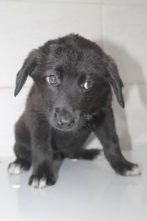 მეტისი უსახელო