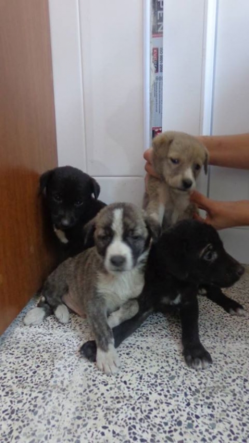 მეტისის ლეკვები უსახელოები