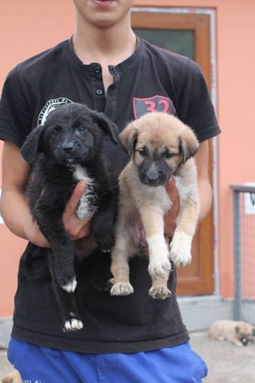 მეტისის ლეკვები უსახელოები