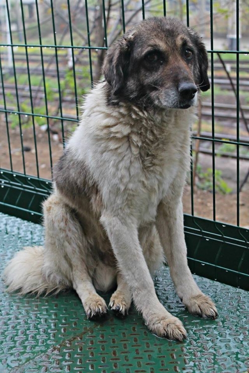 მეტისი ბათო