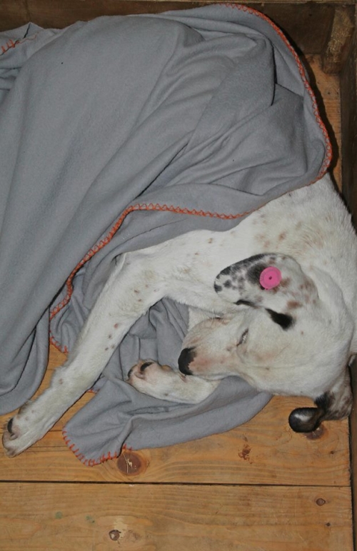 მეტისი უსახელო