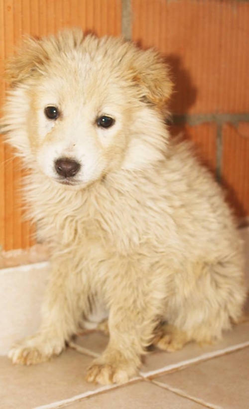 მეტისი უსახელო