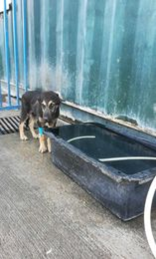 მეტისი ლესი