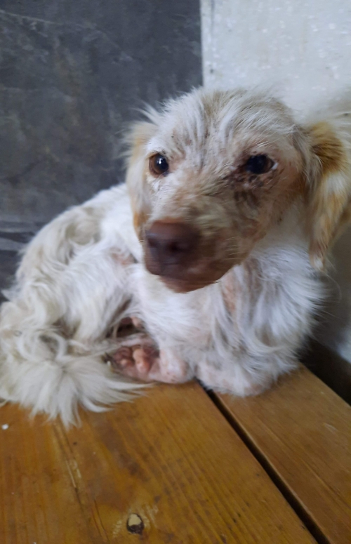 მეტისი გურჯანის რაიონი სოფ. ველისციხე