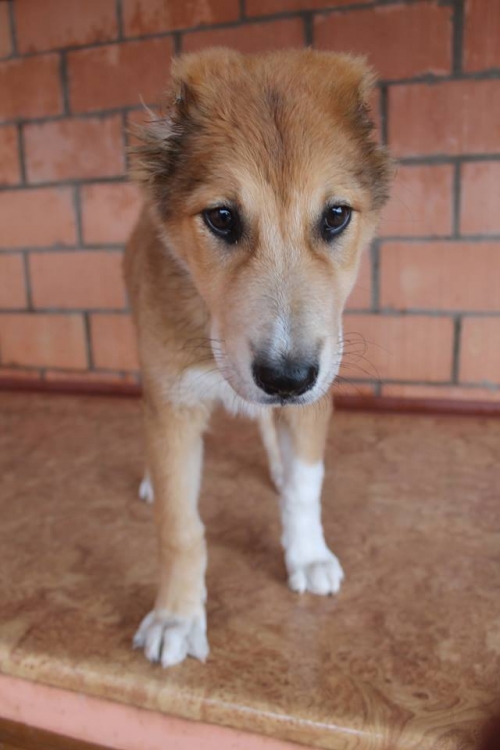 ქართული ქოფაკი ბუბუ