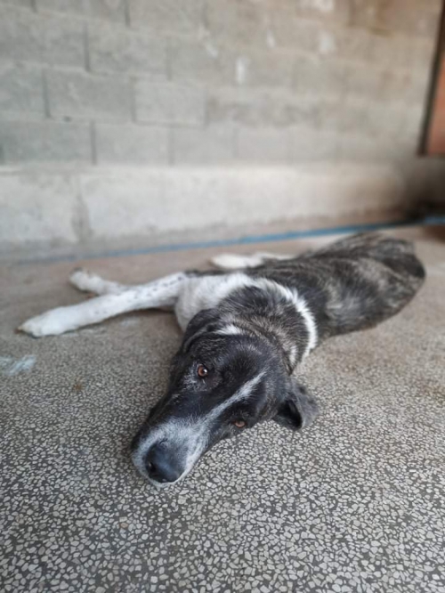 მეტისი თამარ მეფის ქუჩიდან გადმოიყვანეს