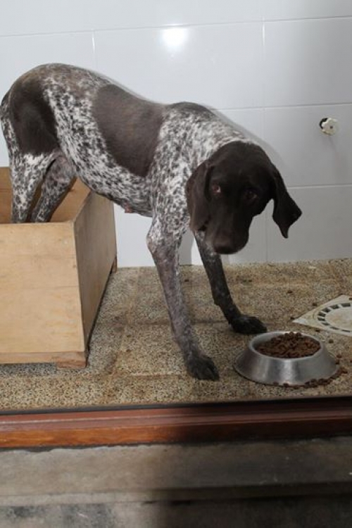 კურცხაარი უსახელო