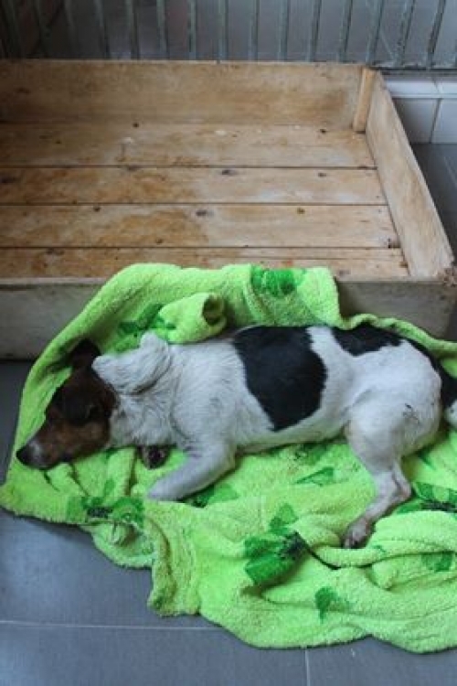 ჯეკ რასელ ტერიერი უსახელო