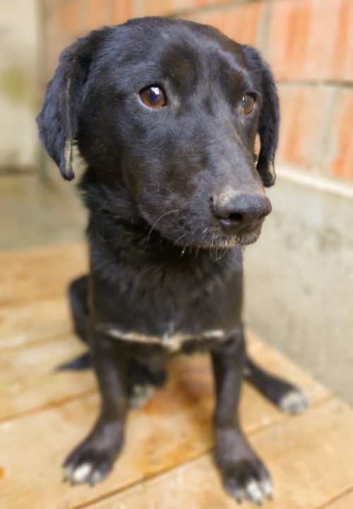 მეტისი ვაზიანი