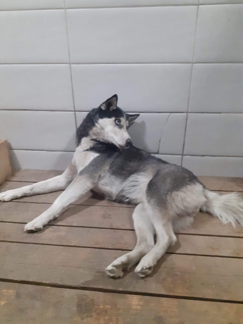 ლაიკა უსახელო