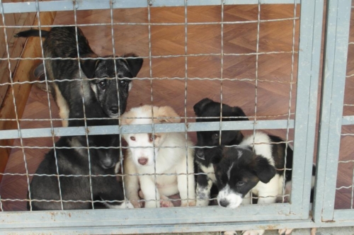 მეტისის ლეკვები უსახელო