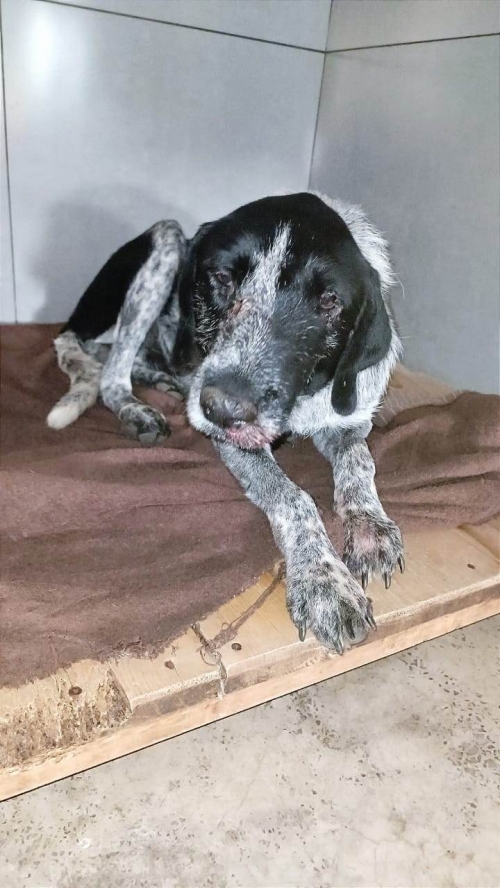 დრათხარი რუსთავი