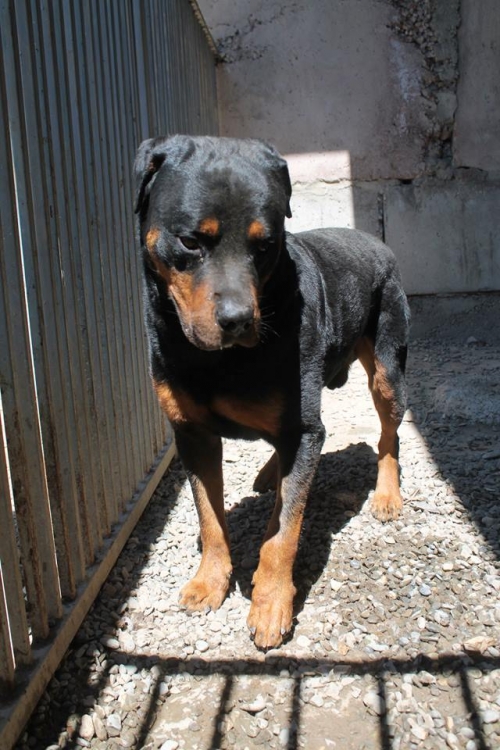 როტვეილერი ჯეკი