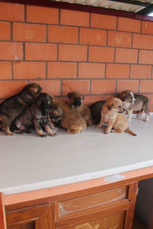 ქართული ქოფაკი უსახელო