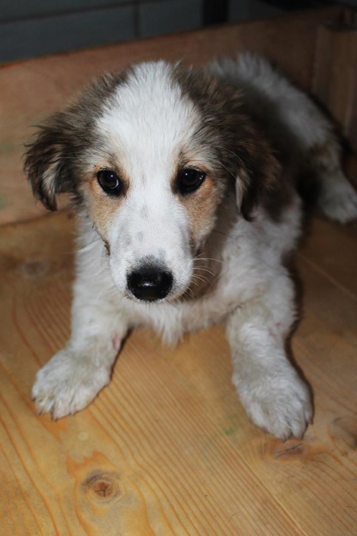 მეტისი უსახელო