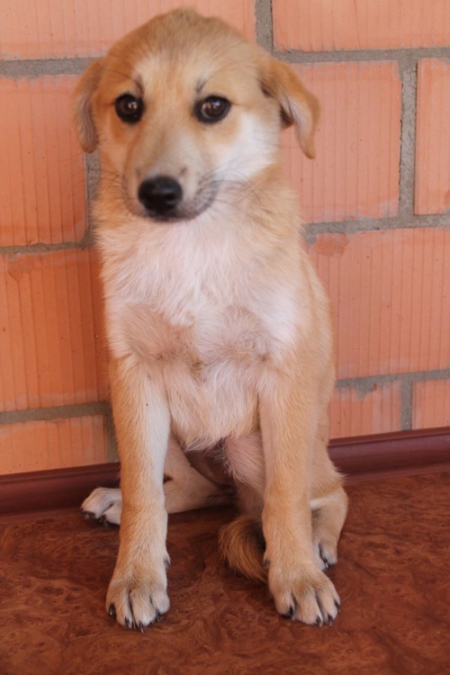 მეტისი უსახელო