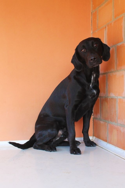 ლაბრადორის მეტისი გოჩა