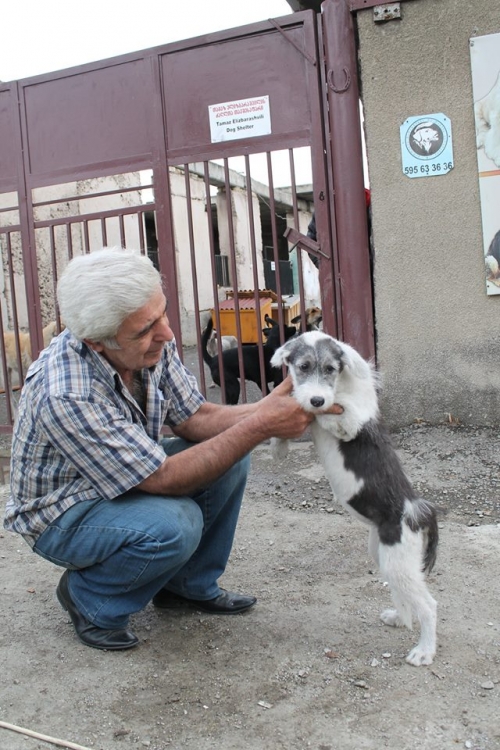 ბალონკის მეტისი ლედი