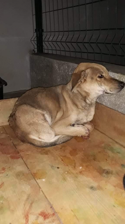 მეტისი ოლია