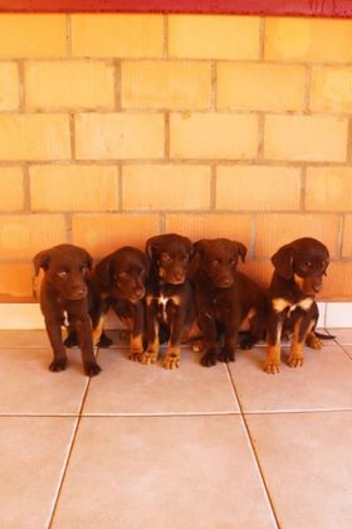 მეტისი უსახელო