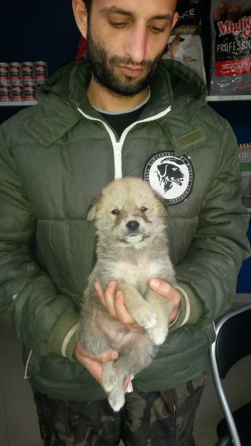 მეტისი უსახელო