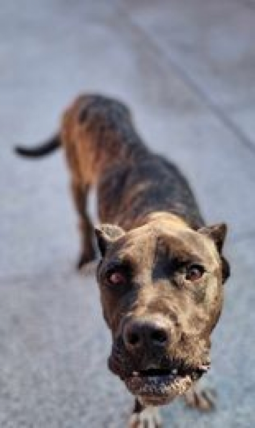 კანე კორსო გორი