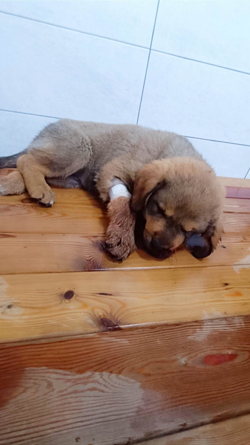 მეტისი ფასანაური