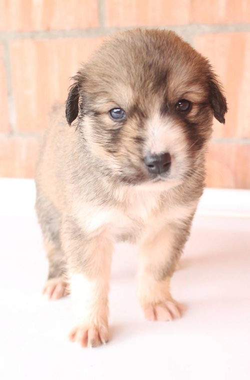 მეტისი უსახელო