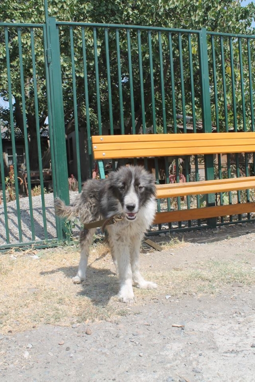 ქართული ქოფაკი ჯამბო