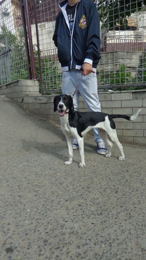 ლაბრადორის მეტისი ბაბი