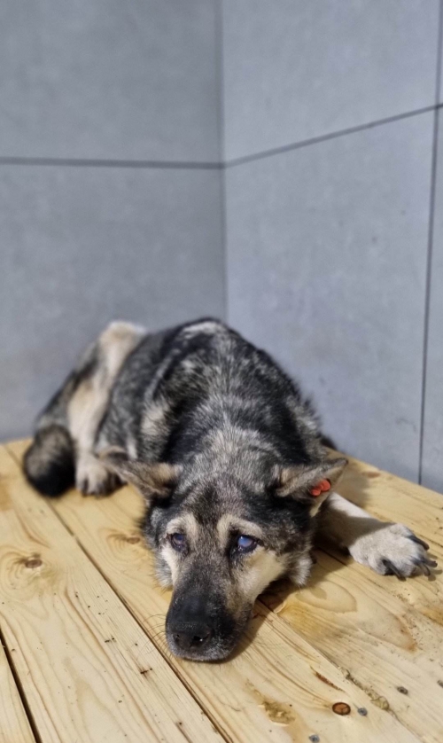 მეტისი დუშეთი