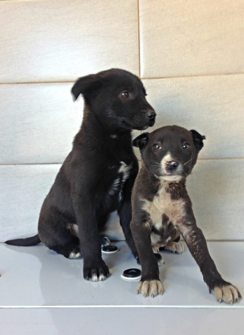 მეტისის ლეკვები უსახელო