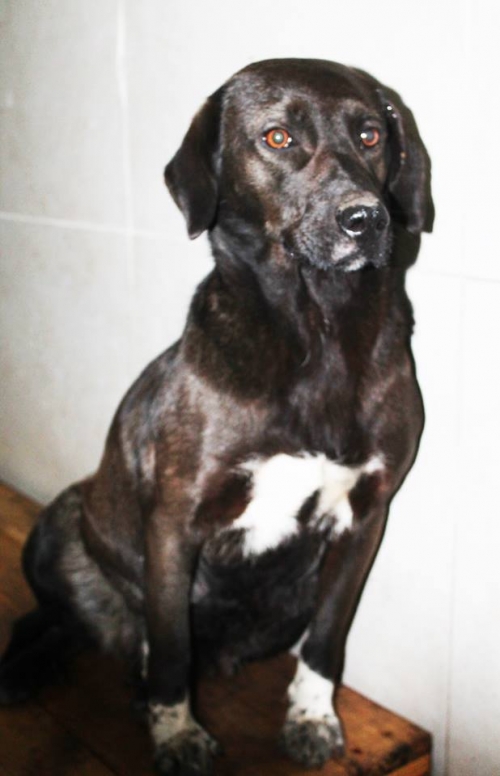 მეტისი უსახელო