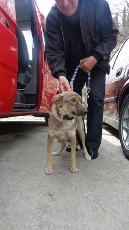 მეტისი უსახელო