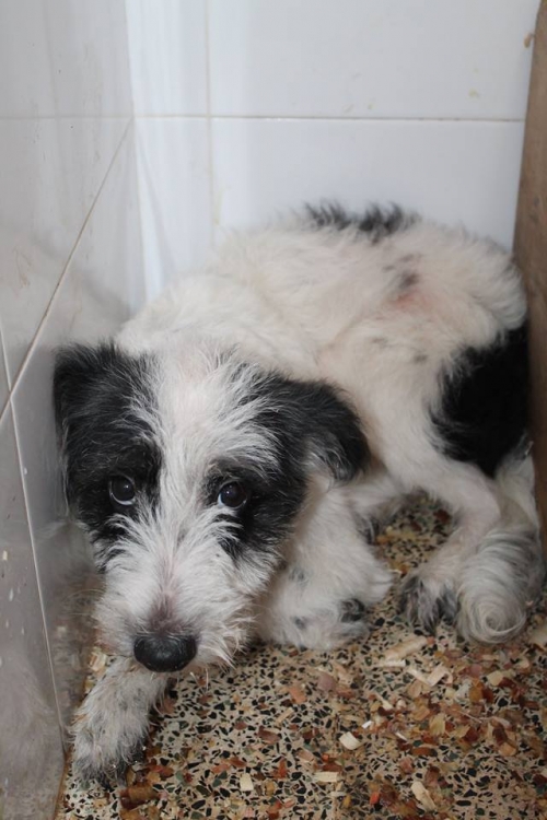 მეტისი უსახელო