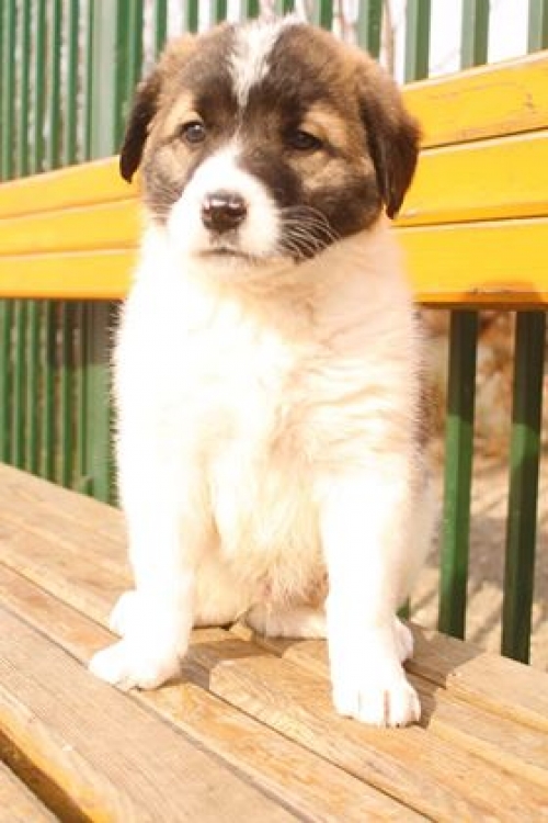 ქართული ქოფაკი უსახელო